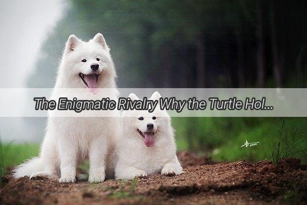 The Enigmatic Rivalry Why the Turtle Holds a Grudge Against the Dog